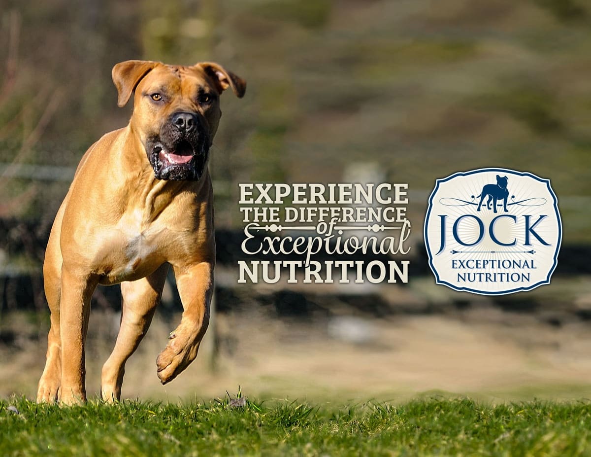 Know Your Breed: Boerboel - JOCK Dog Food