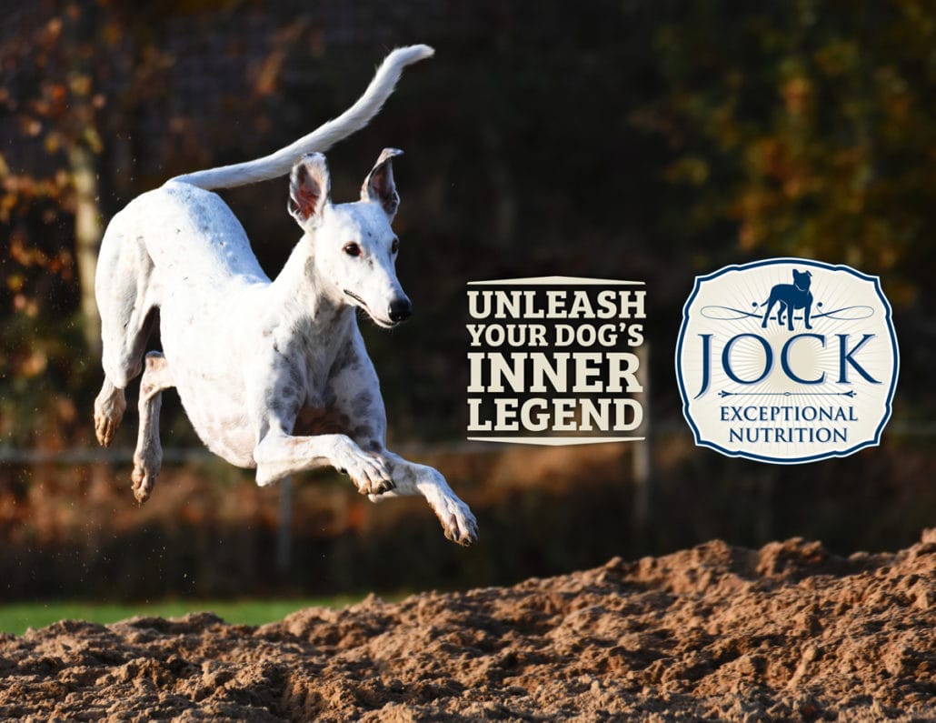 Know your breed: Greyhound