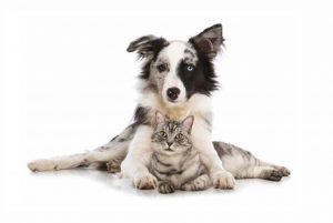 April 2021 – New Facility Raise The Standard in South Africa